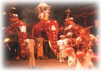 Kandy Perahera Elephants