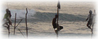 Stilt fishing Negombo